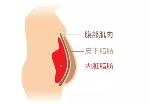 金年会体育为您讲解:内脏脂肪要怎么减